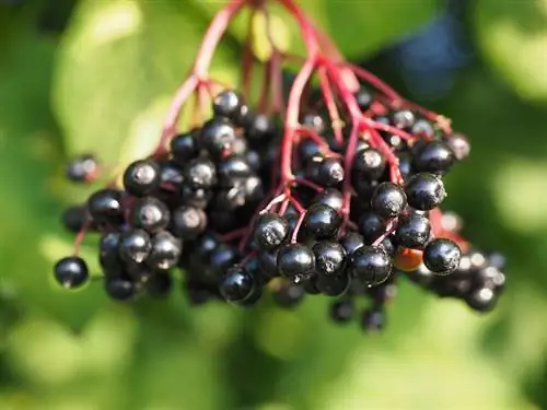 Fruits de sureau