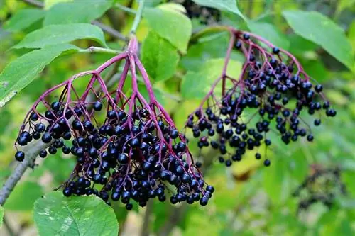 Elderberry