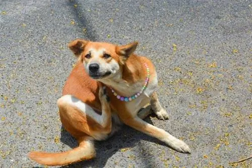 Chien bâtard qui se gratte