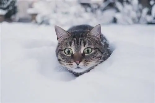 Katt dekket av snø