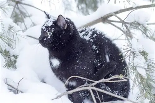 gato frío en la nieve