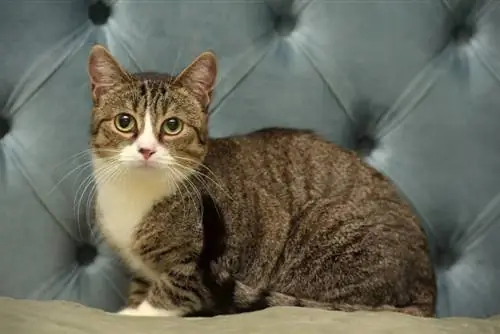 Gato europeo de pelo corto sentado en el sofá