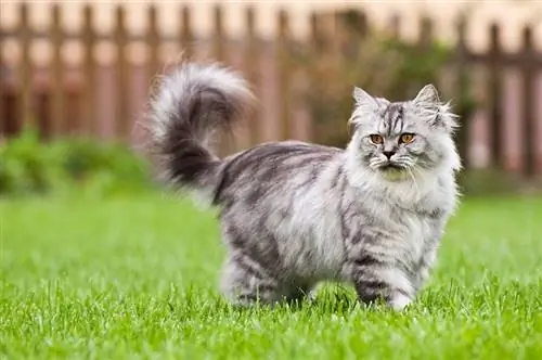 Gato británico de pelo largo de pie en un jardín.