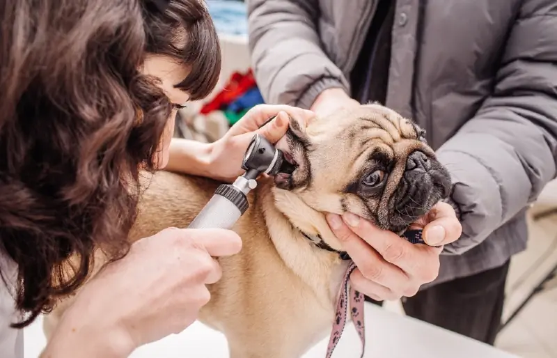 Zijn er gehoorapparaten voor honden? Door dierenarts goedgekeurde feiten & Veelgestelde vragen