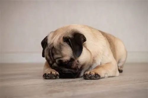 pug menutup hidung