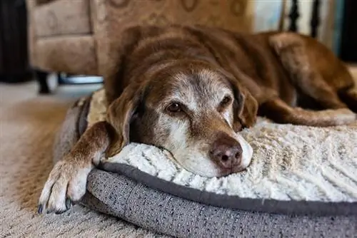 Anjing tua nyaman di tempat tidur anjing