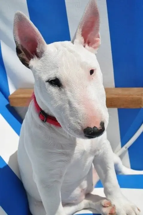 puting bull terrier