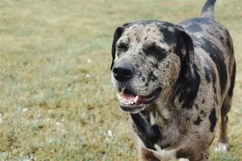 Anjing Macan Tutul Catahoula