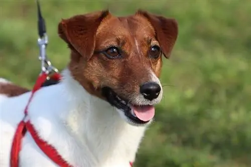 Jack Russell terrier