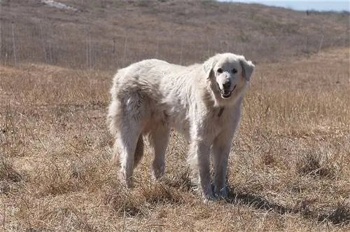 Cão Akbash na Califórnia