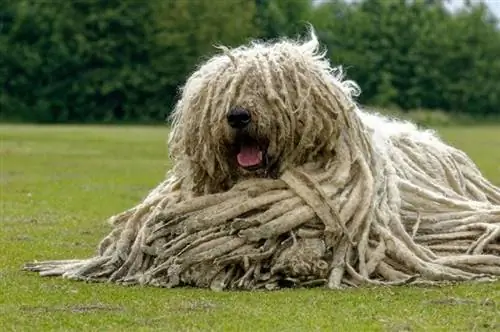 Komondor liggande på marken