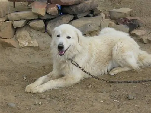 Polsk Tatra fårhund