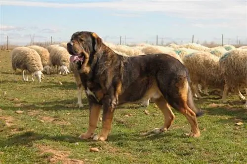 mastiff Sepanyol