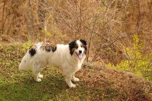 Tornjak, Bosnia dan Herzegovina – Anjing Gembala Kroasia_Simun ascic_shutterstock