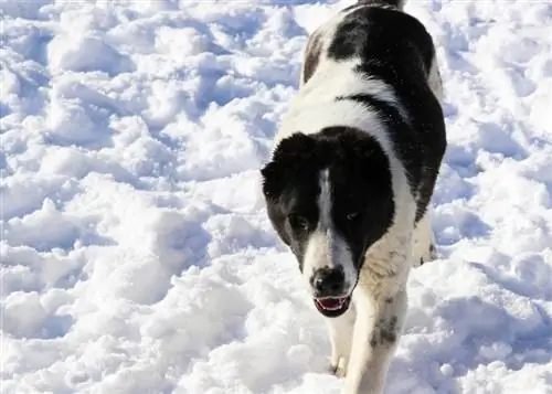 Hermoso perro blanco y negro - Gampr armenio_Ninell Creative_shutterstock