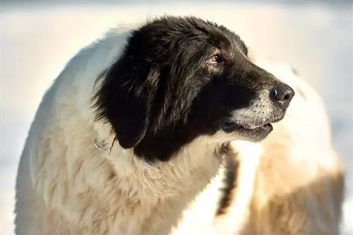 Bukowina-Schäferhund im Schnee_danny iacob_shutterstock