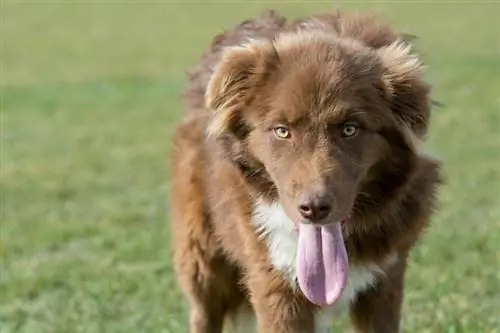 Karakachan Berghirten-Schutzhund