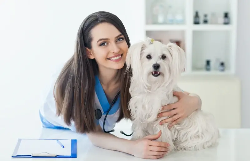 veteriner me një qen të bardhë coton de tulear