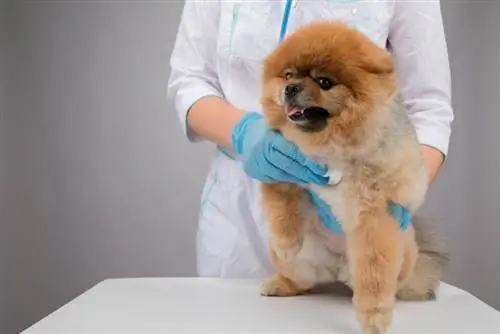 pomeranian kontroll av veterinär