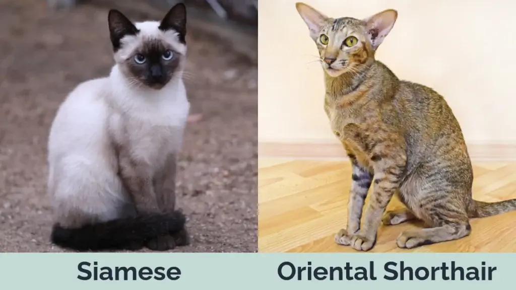 Siamese vs Oriental Shorthair - Vizual Fərqlər