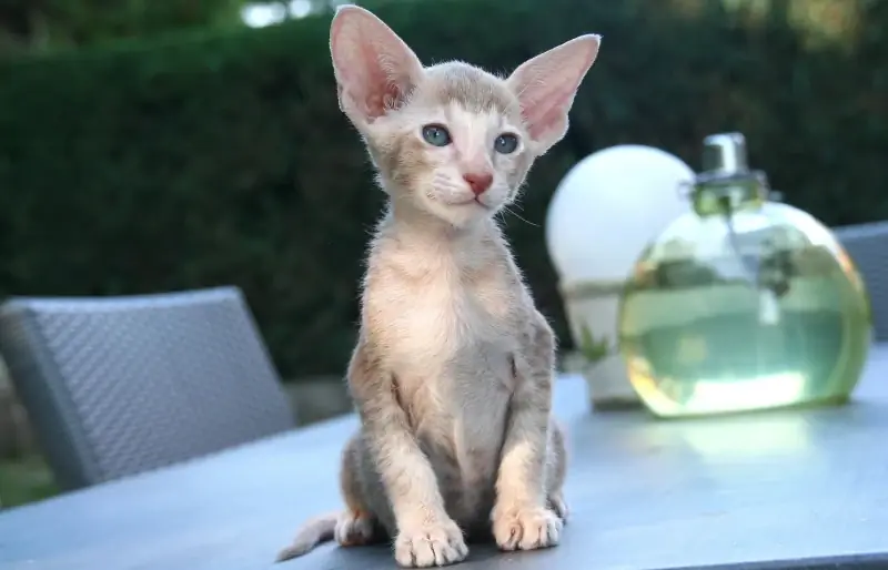 oriental shorthair pişik pişik