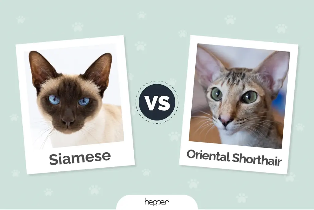 Siam Vs. Kucing Oriental Shorthair: Perbedaan & Persamaan (Dengan Gambar)