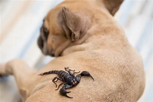 Giant-forest-scorpions-crawling-on-dog_Tienuskin_shutterstock