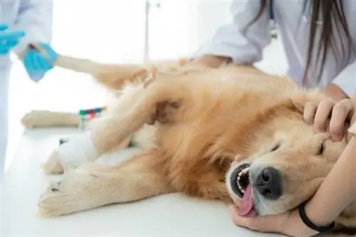 Hondenanesthesie met veterinaire behandeling