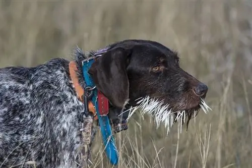 Hond aangevallen door stekelvarken? Onze dierenarts legt uit wat te doen