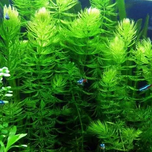 Hornwort