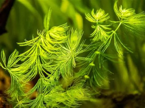 Hornwort di tangki ikan