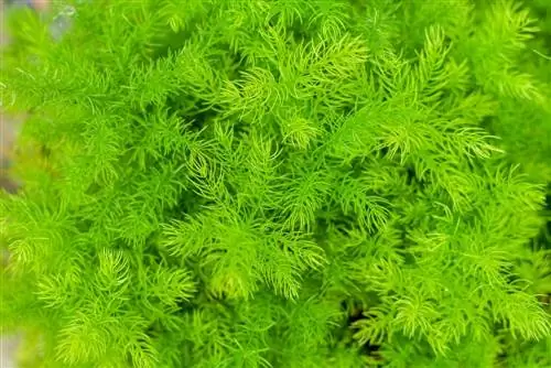 hornwort