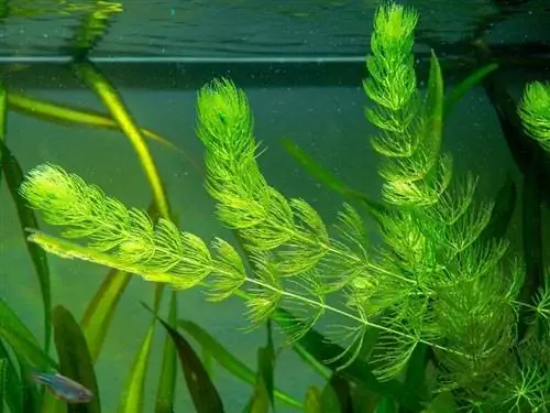 Hornwort аквариум зауыты: толық күтім бойынша нұсқаулық (отырғызу & өсіру)