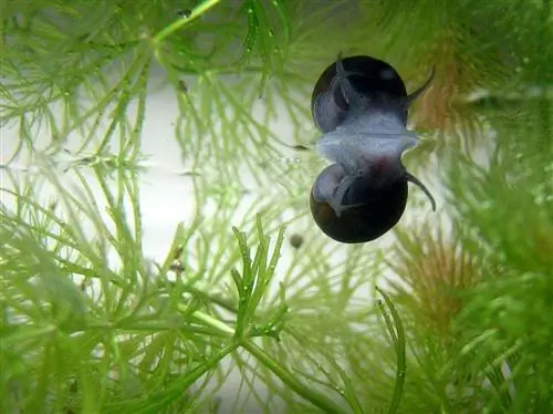 konokono kuzungukwa na hornwort