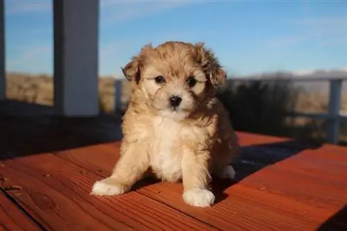 Aussiedoodle