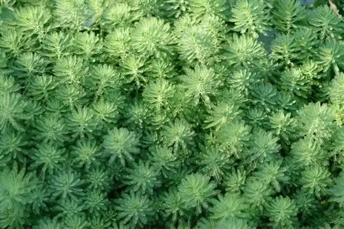 plume de perroquet-ou-plume-de-perroquet-myriophylle_sixsmith_shutterstock