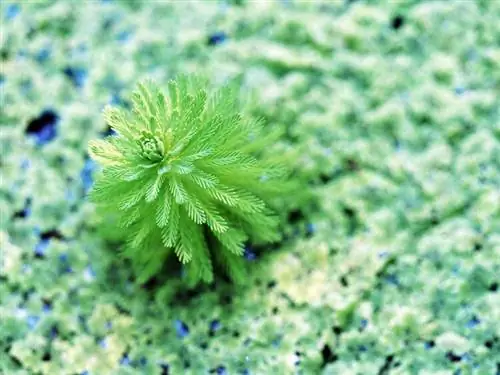 Papigino pero (Myriophyllum aquaticum): Vodič za njegu, sadnja & Uzgoj