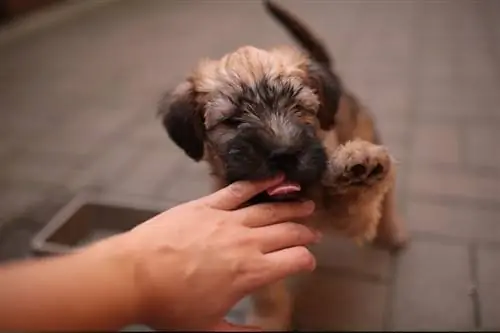 catelus terrier de grau irlandez