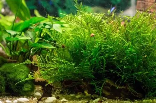 Java Moss: Mwongozo wa Utunzaji, Vidokezo, Kupanda & Kupanda