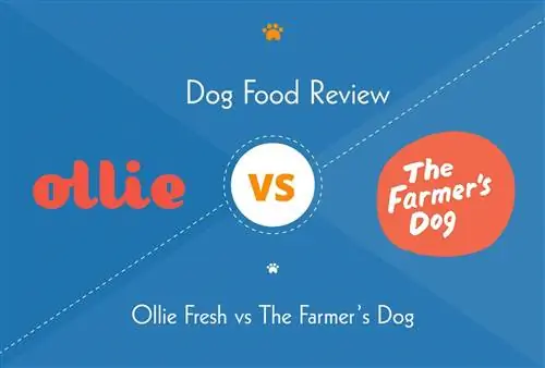 The Farmer’s Dog vs Ollie: Dịch vụ cung cấp thức ăn tươi cho chó nào là tốt nhất?