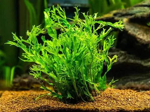 java fern