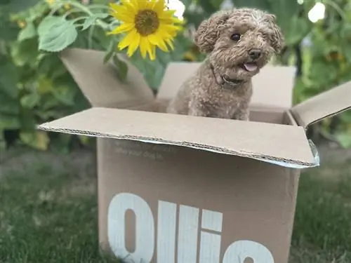 Lockiger Hund springt aus Ollie-Hundefutterbox