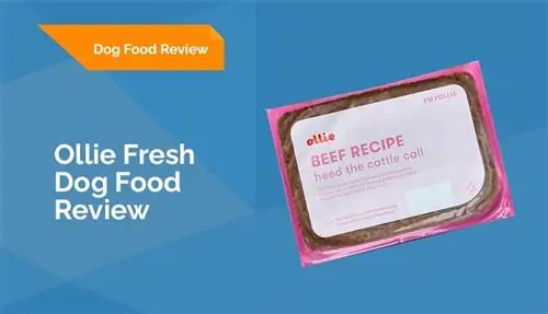 Ollie Fresh Dog Food Review 2023: Müsbət cəhətlər, mənfi cəhətlər & Hökm