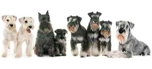 Gruppe Schnauzer