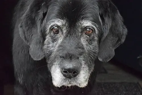 gammel hund med hvitt grått ansikt