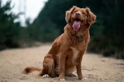 Cara Mengetahui Umur Anjing Anda pada Tahun Manusia & Tanda-tanda Penuaan (dengan Bagan)