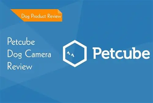 Petcube Bites 2 סקירת מצלמות חיות מחמד 2023 - פסק הדין הסופי שלנו