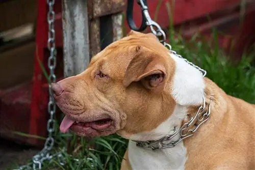 Hoe om 'n tandkraag behoorlik op jou hond te sit - 3 eenvoudige stappe