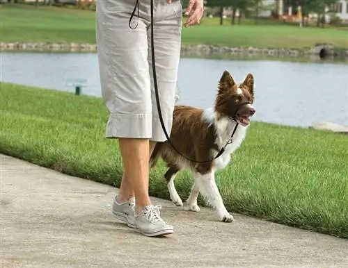 Coleira para cães de liberação rápida PetSafe Gentle Leader