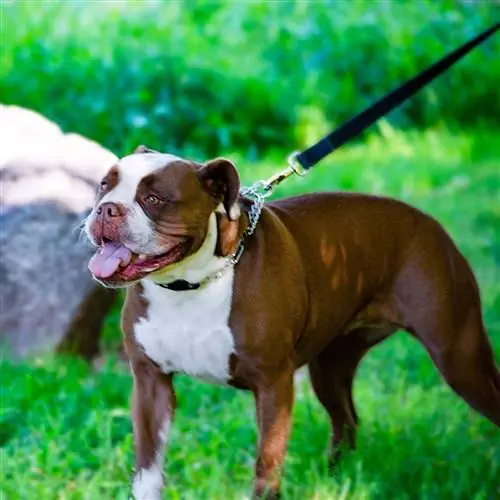 cachorro usando coleira de treinamento Herm Sprenger Chrome Prong